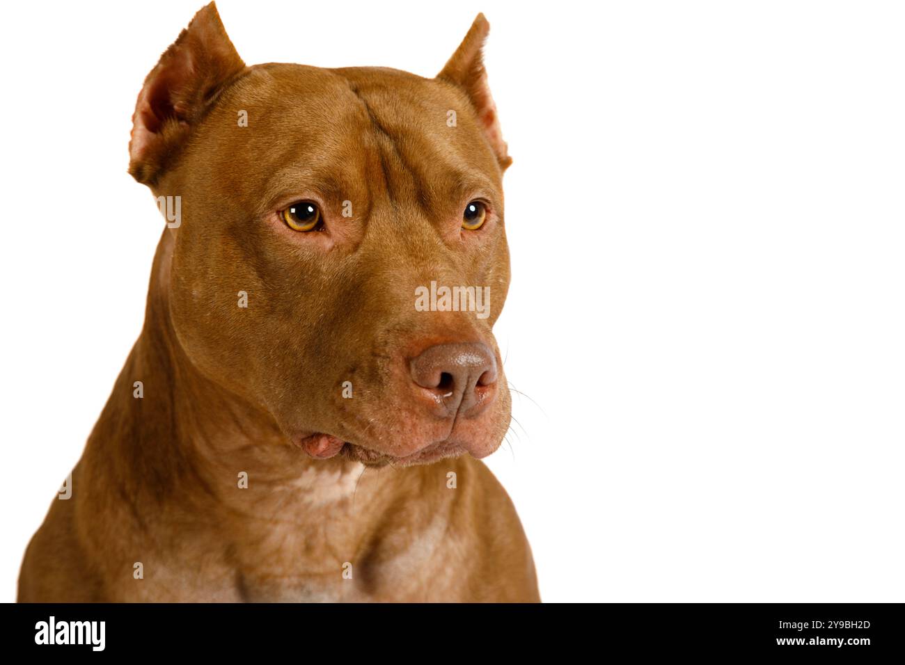 Ritratto di un cane americano Pit Bull Terrier di razza pura isolato su sfondo bianco Foto Stock