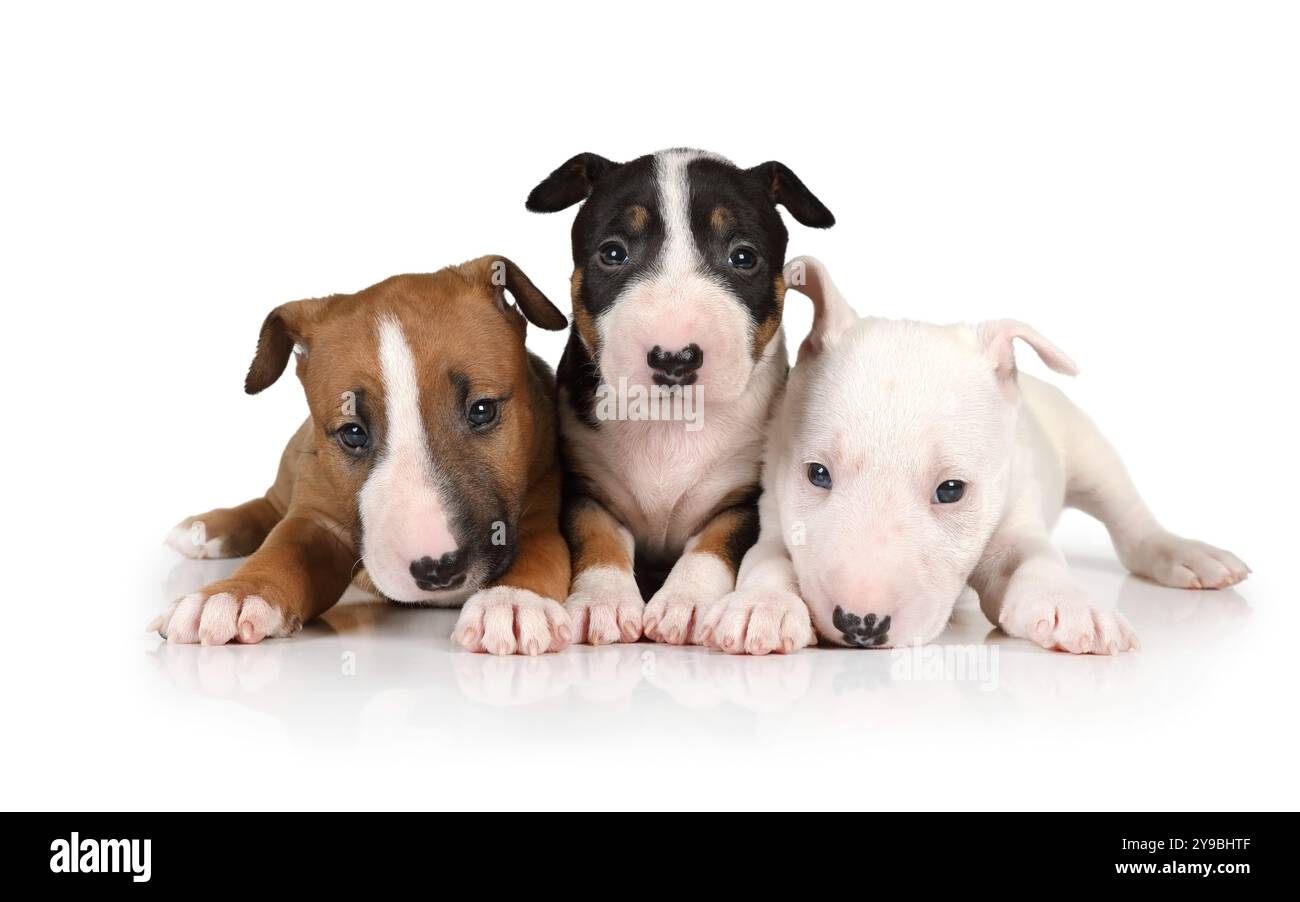 Tre cuccioli in miniatura Bull Terrier di diversi colori si trovano su uno sfondo bianco Foto Stock