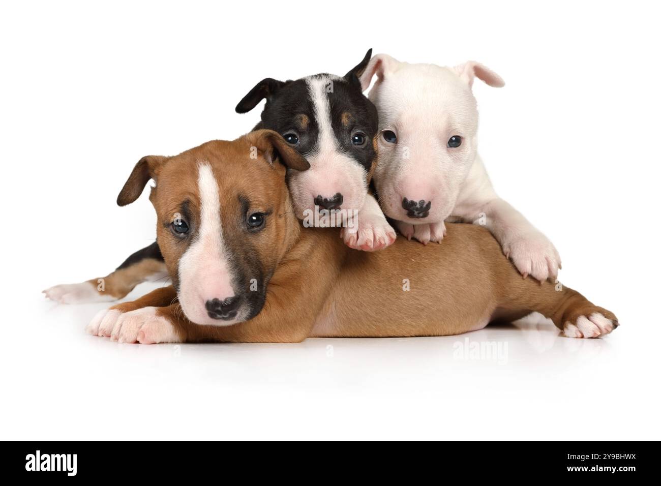 Tre cuccioli di razza pura Bull Terrier in miniatura di diversi colori si trovano su uno sfondo bianco Foto Stock