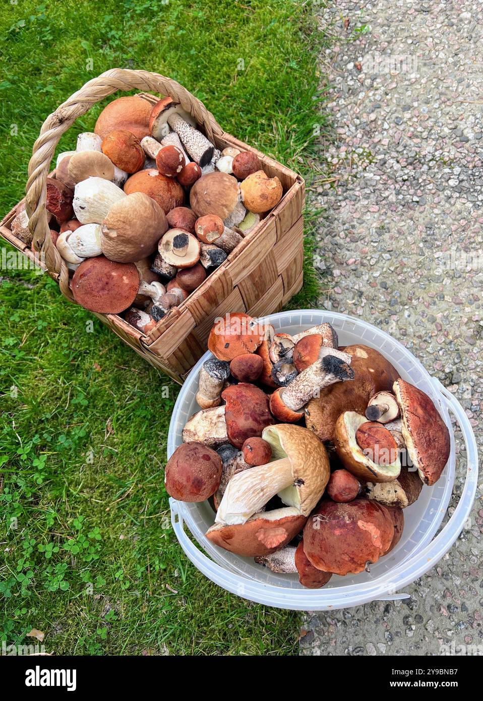 Un abbondante raccolto autunnale di funghi selvatici riempie un cesto di vimini e un secchio - Immagine stock catturata con smartphone