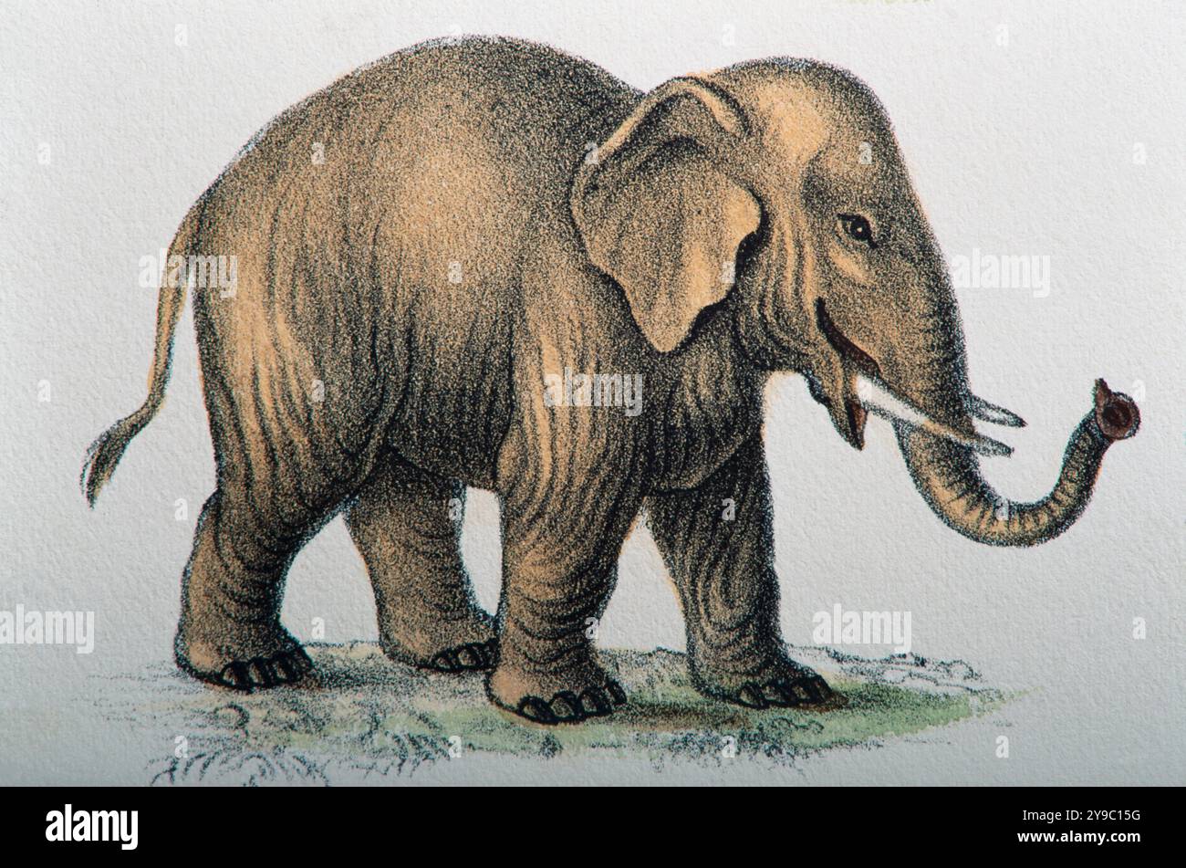 Classificazione dei mammiferi secondo Georges Cuvier - elefanti africani Foto Stock