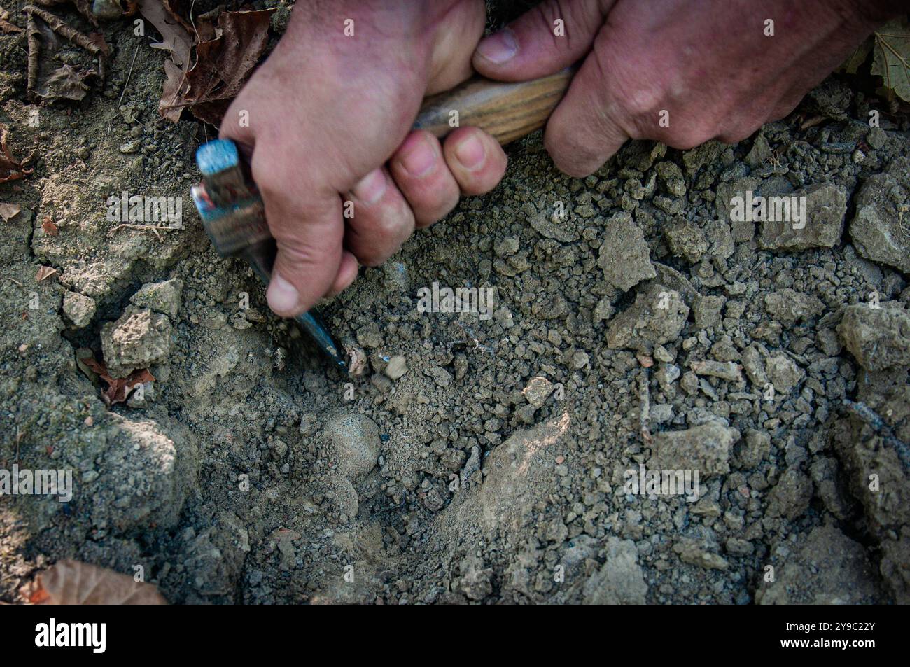 ALBA, ITALIA - 21 OTTOBRE 2022: Un cacciatore di tartufi cerca tartufi pregiati nei lussureggianti boschi di Alba, mostrando il ricco heritag culinario della regione Foto Stock