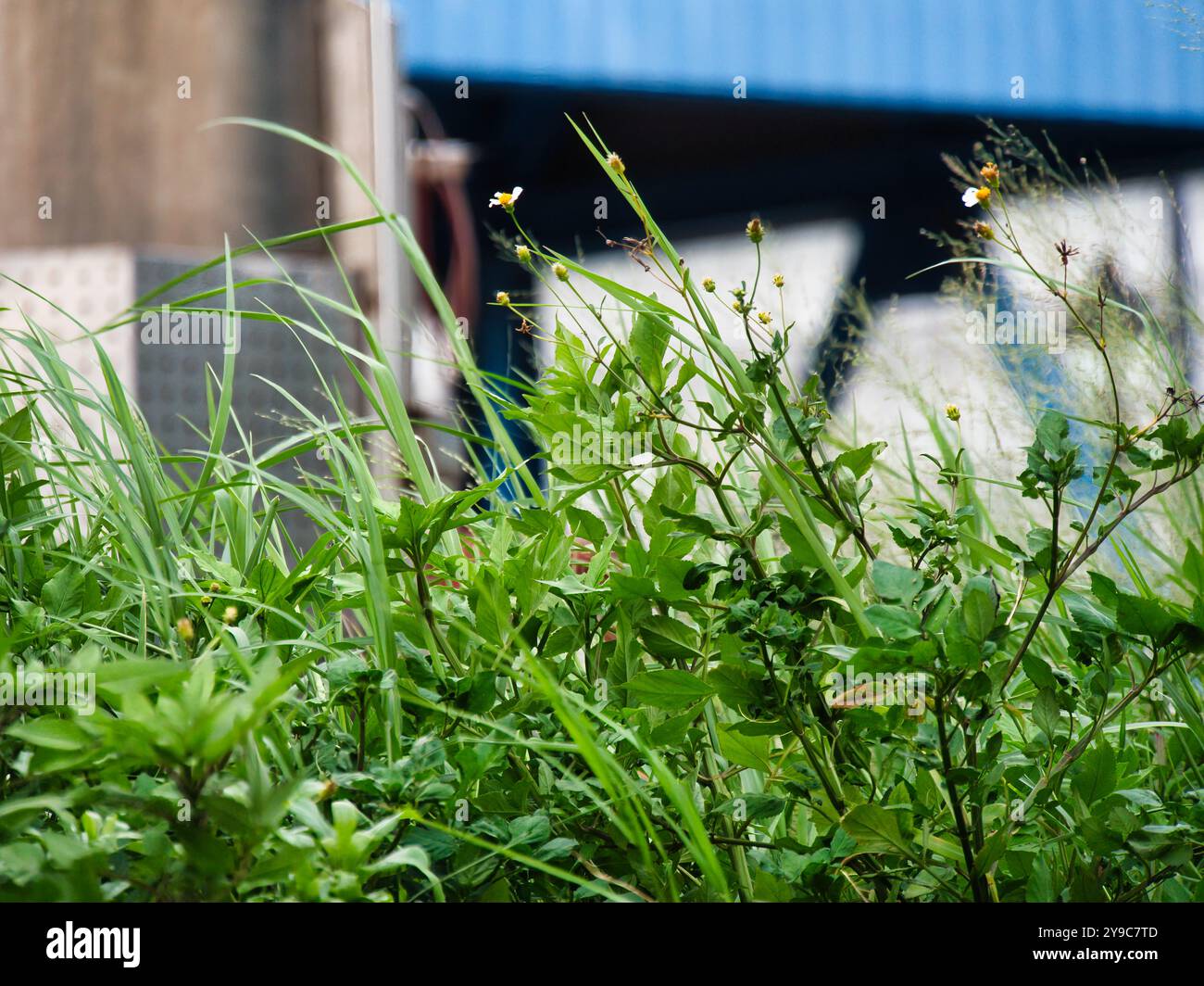 In primo piano crescono piante verdi rigogliose con lunghi steli di erba, mentre sullo sfondo si stagliano strutture industriali con tonalità blu e grigie. Foto Stock