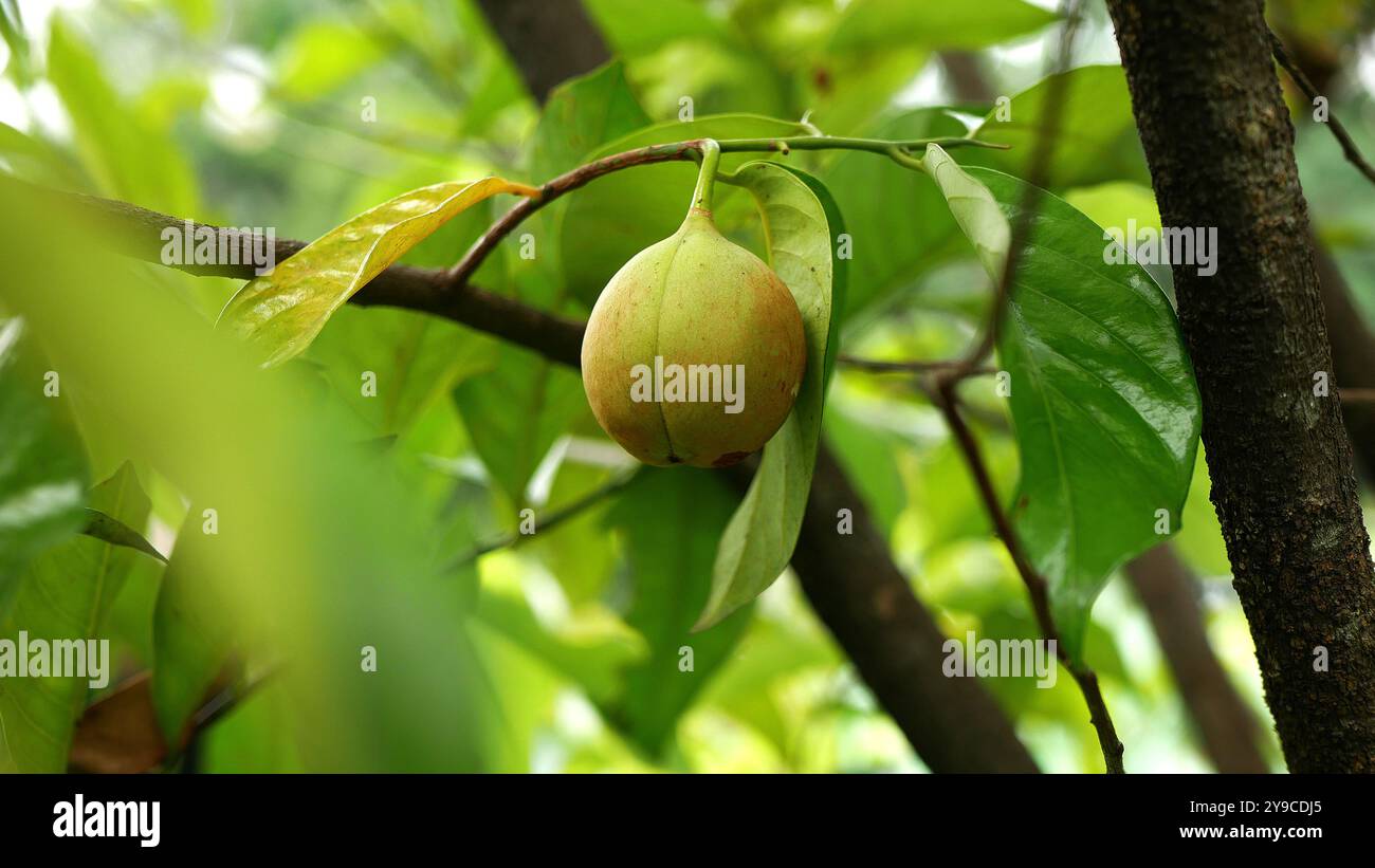 Frutta noce moscata matura appesa al ramo, circondata da fresche foglie di verde chiaro, con sfondo verde sfocato. Foto Stock