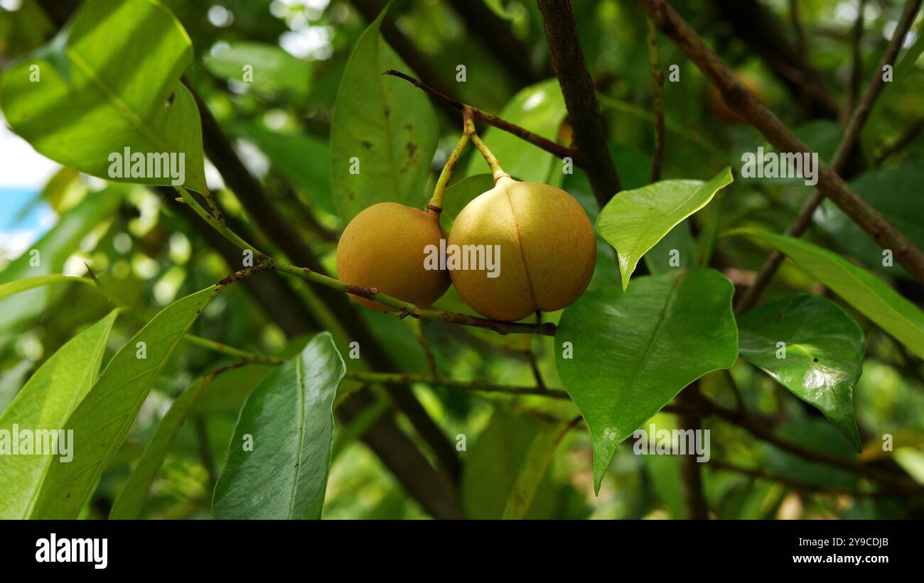 Diversi frutti di noce moscata giallastro appesi al ramo, circondati da foglie verdi lussureggianti e fresche e con uno sfondo verde sfocato. Foto Stock