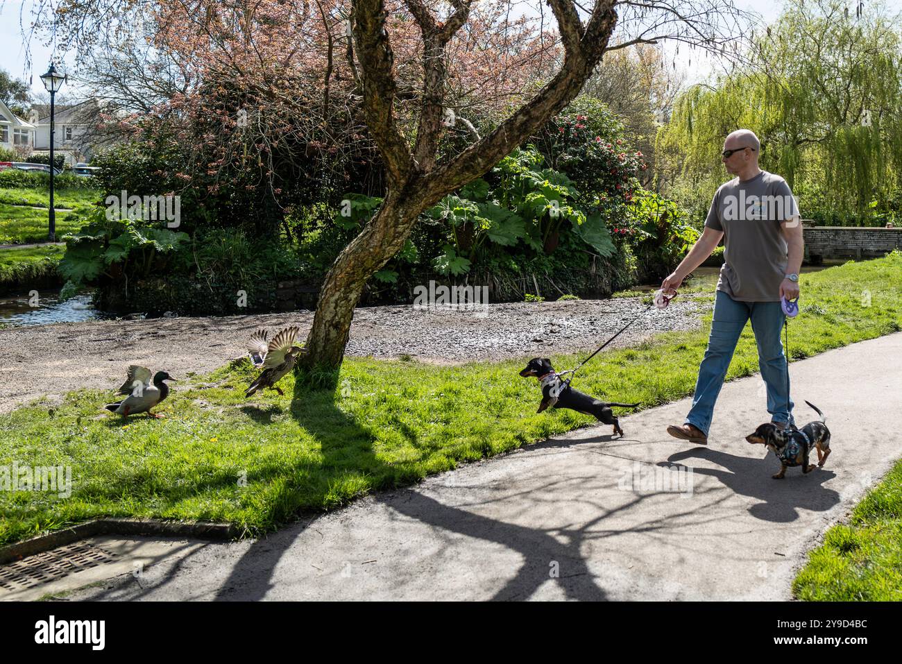 Un uomo che cammina con i suoi cani domestici Dachshund che reagiscono in modo aggressivo a un paio di anatre Mallard nei Trenance Gardens di Newquay in Cornovaglia nel Foto Stock