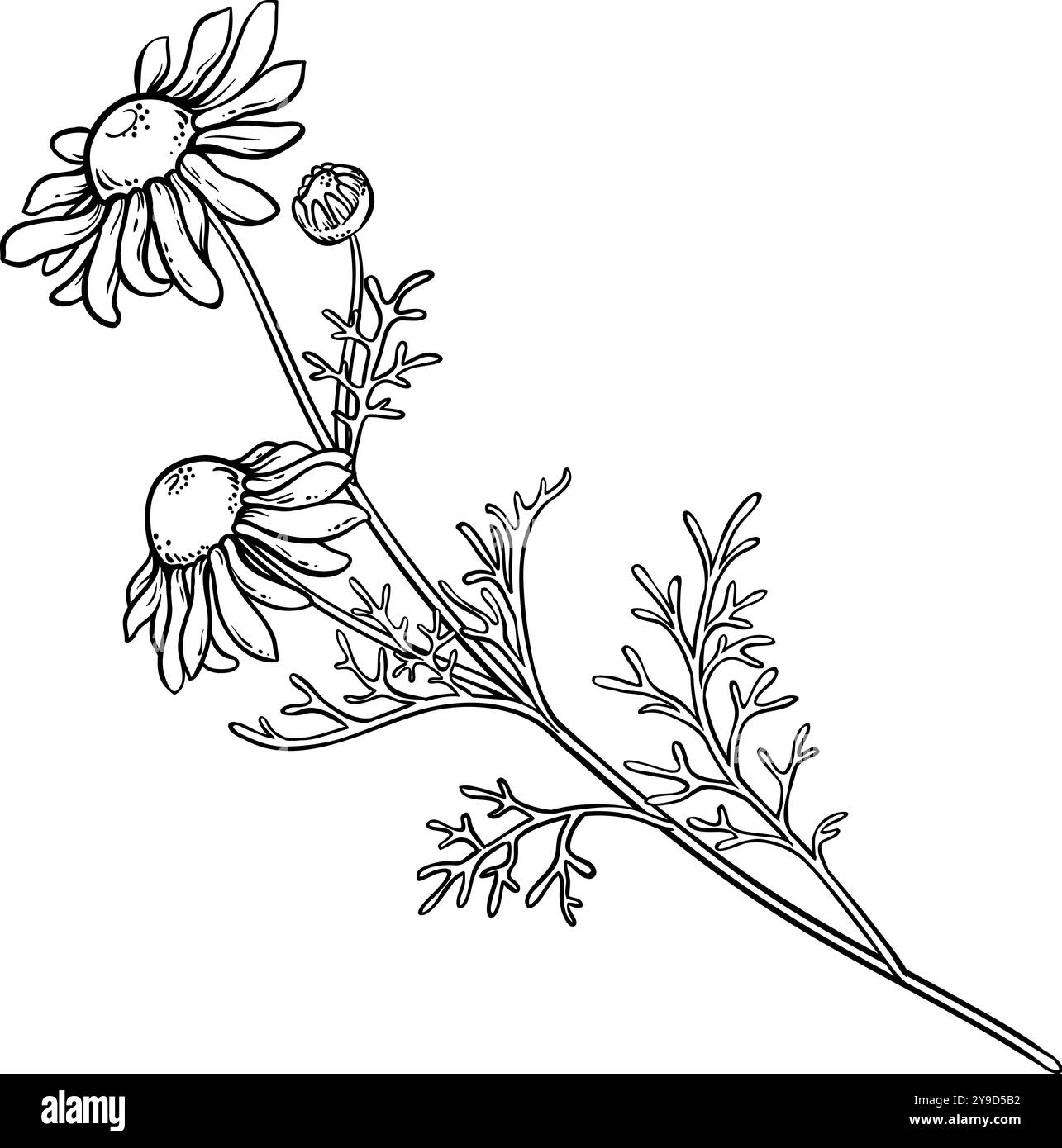 Illustrazione della pianta della camomilla con il profilo dei fiori. Illustrazione Vettoriale