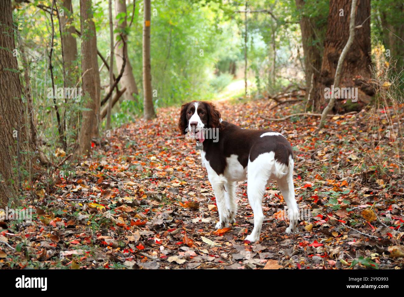 Escursione autunnale con Un fedele compagno Foto Stock