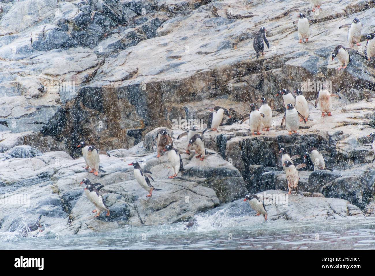 Un gruppo di pinguini di Gentoo, Pygoscelis papua, in piedi su una roccia vicino alla Primavera base, sulla penisola antartica Foto Stock