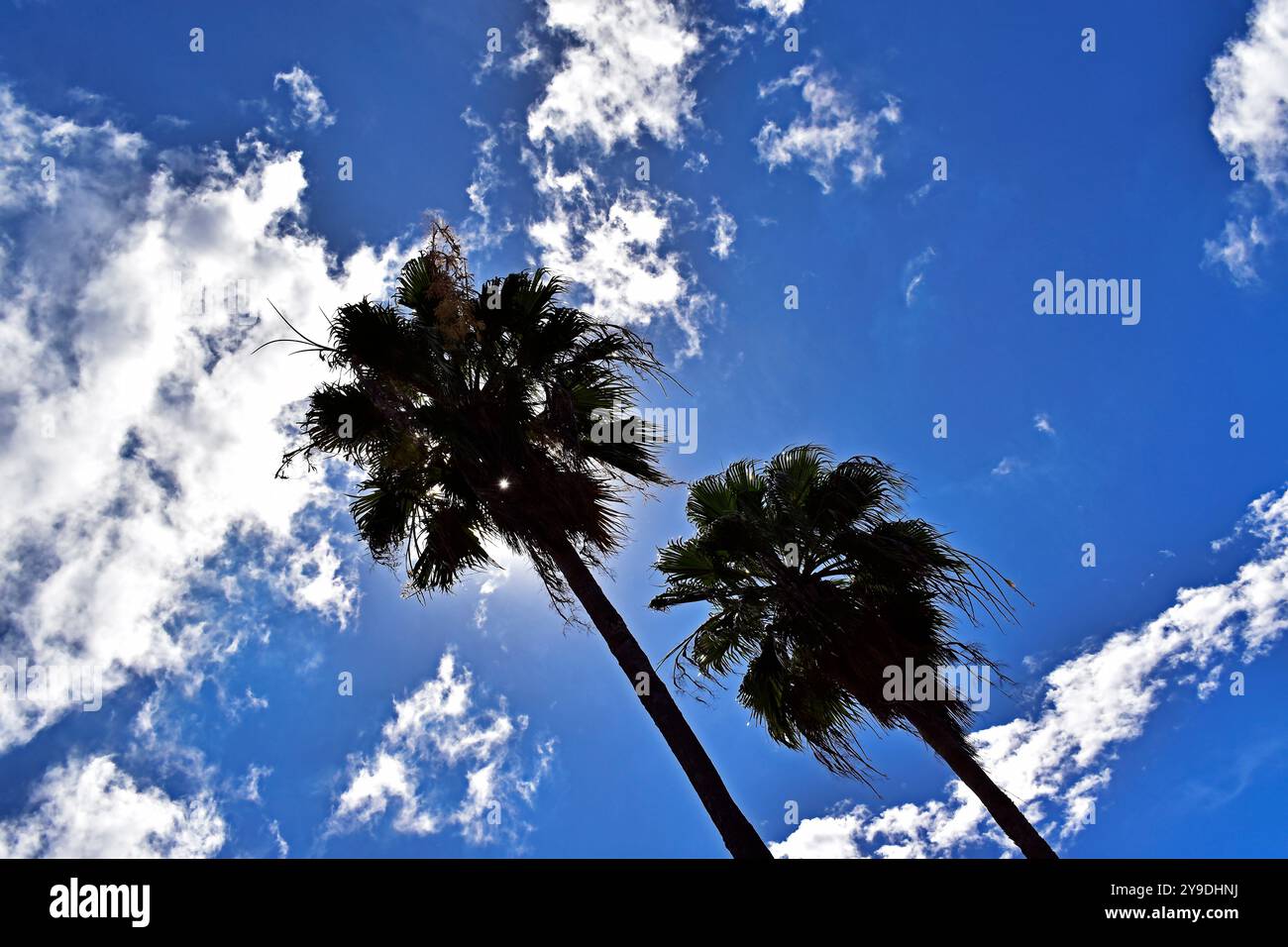 Sagome di palme (Livistona chinensis) e cielo blu con nuvole Foto Stock