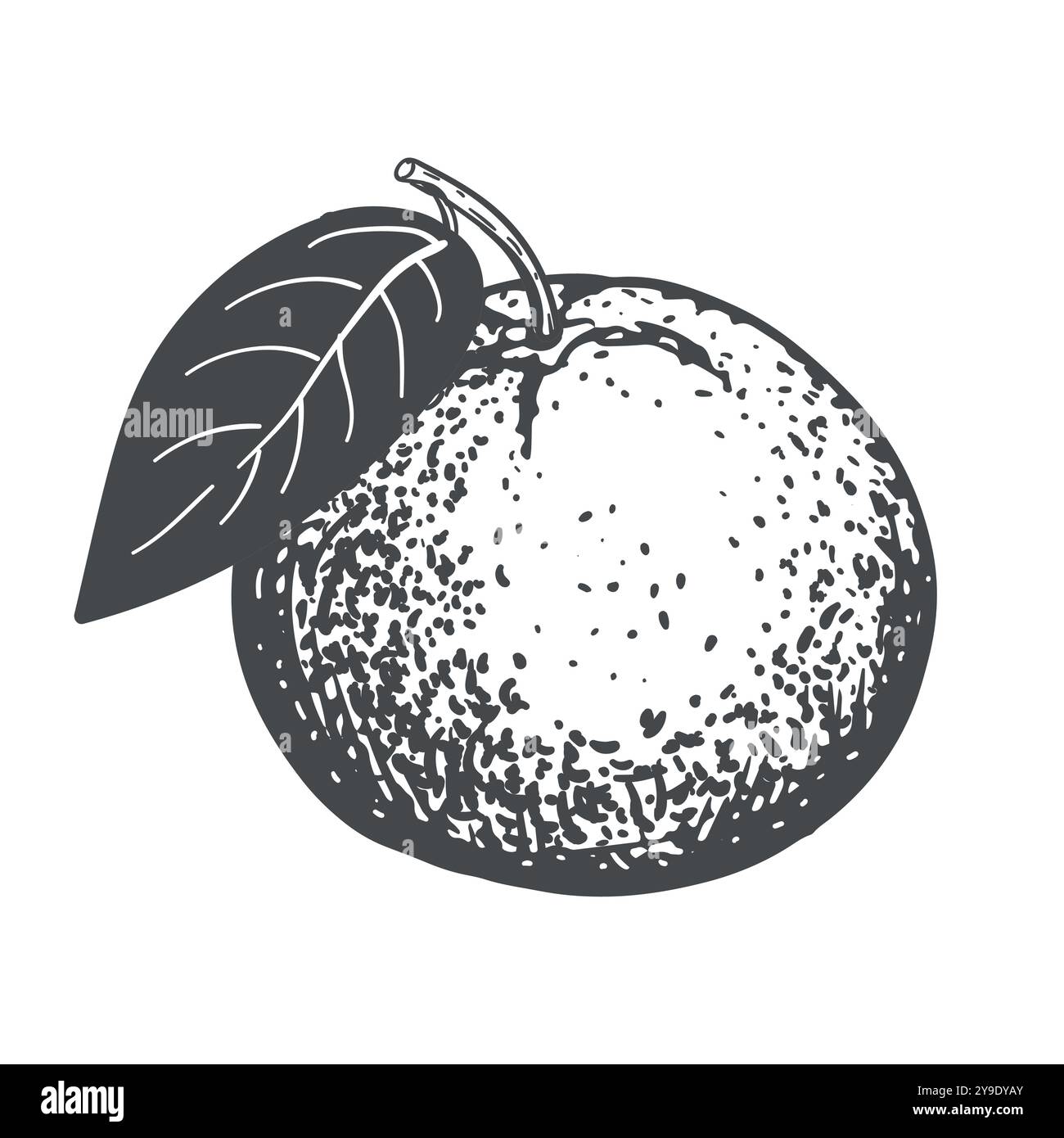 Vettore disegnato a mano in arancione. Schizzi monocromatici di agrumi. Disegni di stile incisione. Schizzo lineare a inchiostro di frutta intera. Illustrazione Vettoriale