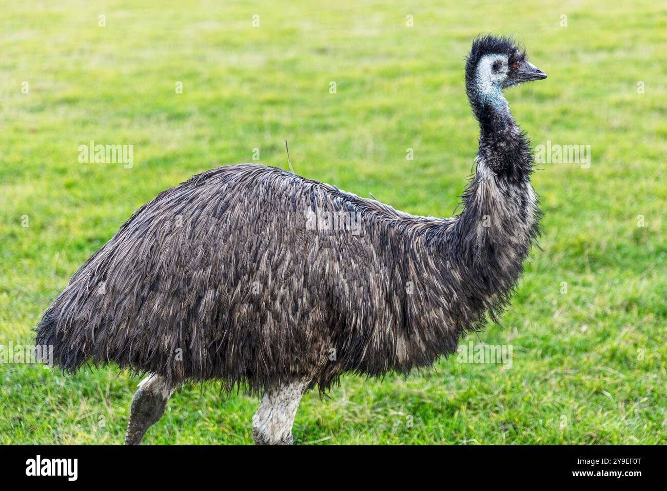 EMU, Dromaius novaehollandiae, emus, Mainsgill Farm, Richmond, dettaglio, chiudi, campo, uccello, uccelli, uccelli senza volo, uccelli senza volo, dall'Australia, Foto Stock