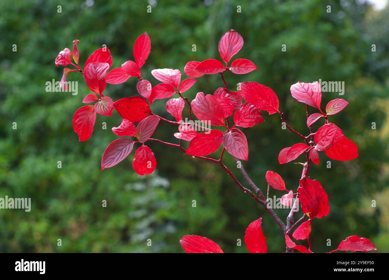 Corallo di colore autunnale Foto Stock