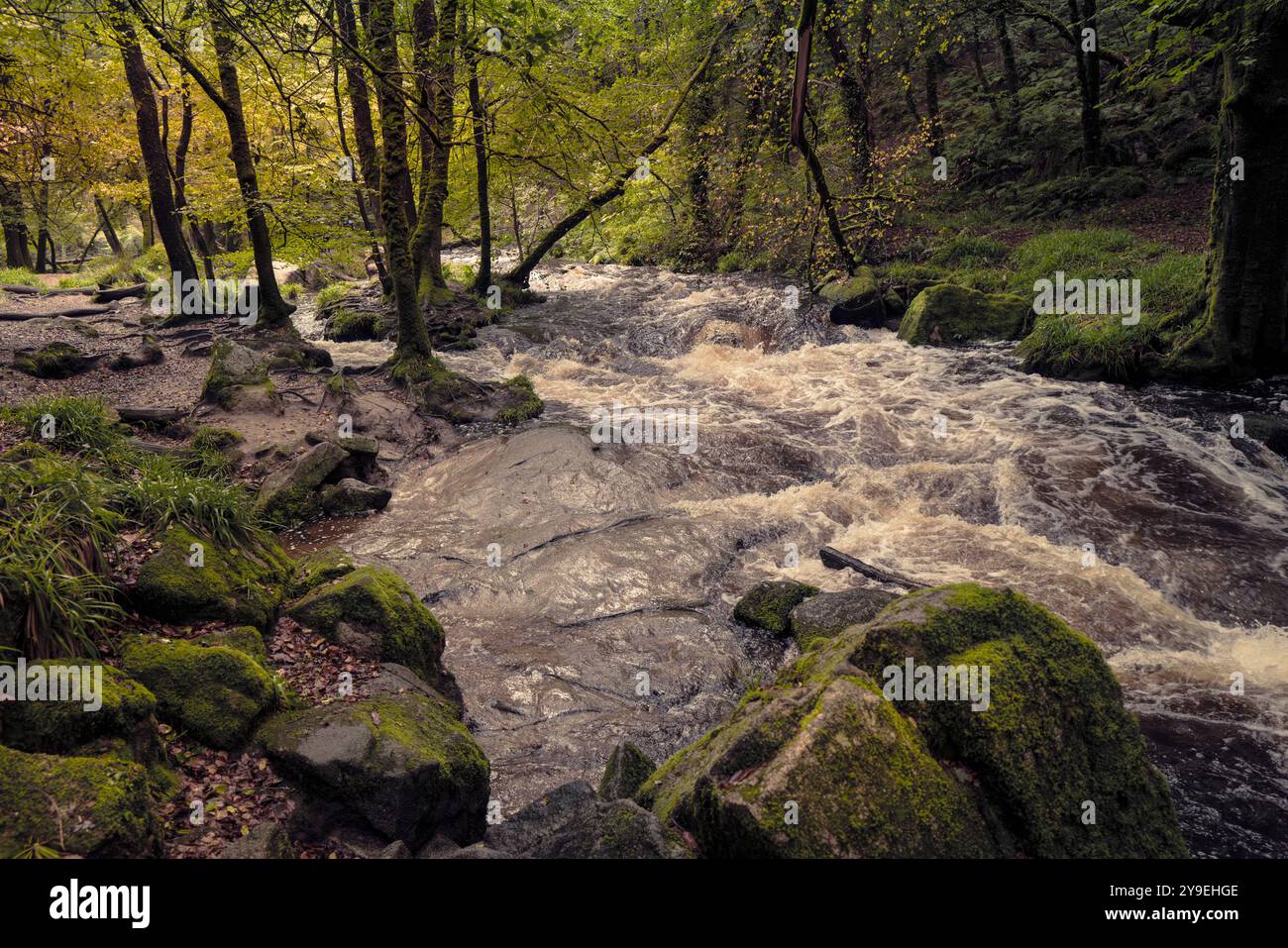Cascate di Golitha. Il fiume Fowey scorre attraverso l'antico bosco di Draynes Wood sulla Bodmin Moor in Cornovaglia nel Regno Unito. Foto Stock
