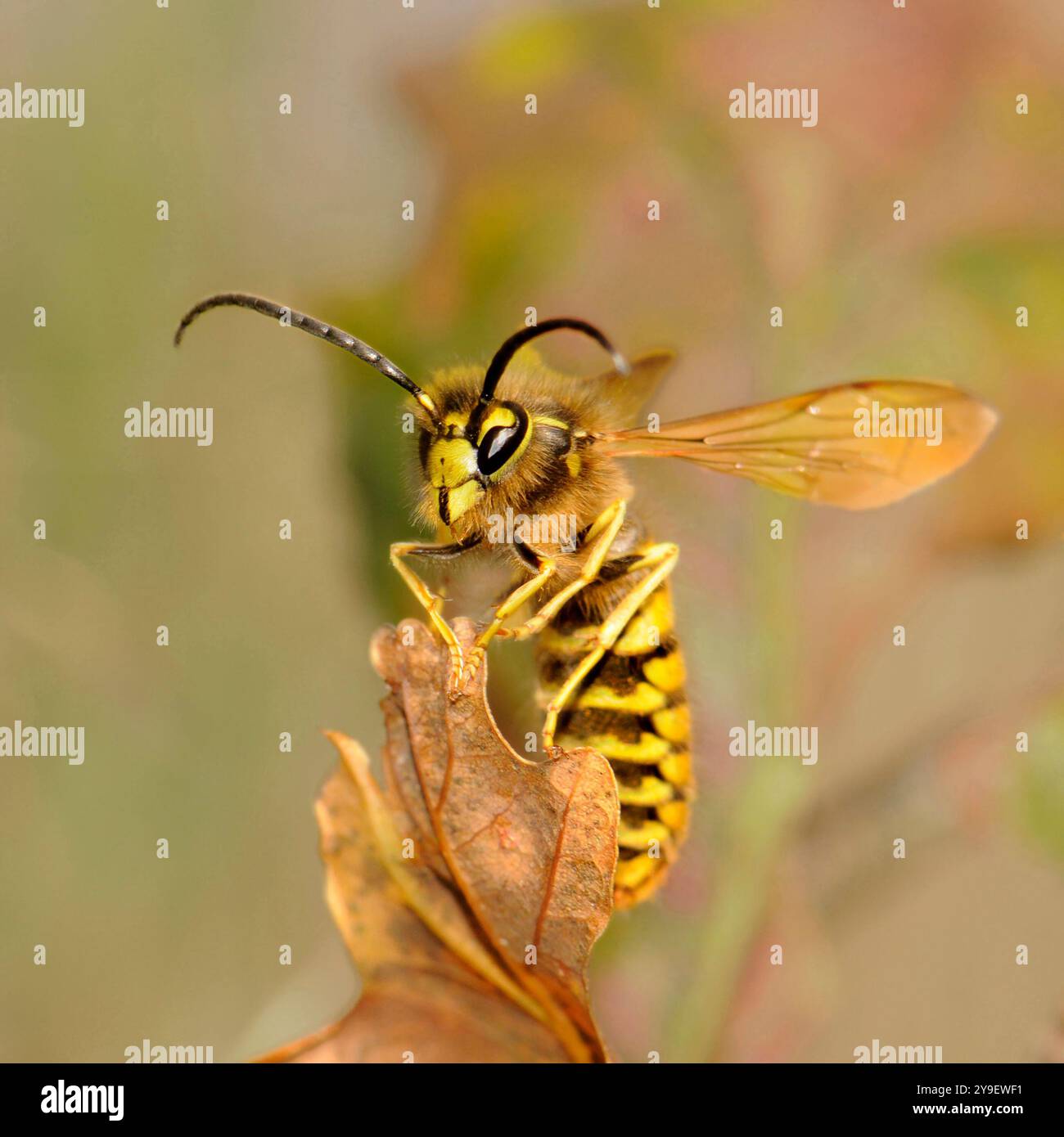 Un primo piano ben focalizzato di una vespa tedesca in piedi verticalmente su una foglia secca. Potrebbe quasi essere descritto come carino in questa posa. Foto Stock