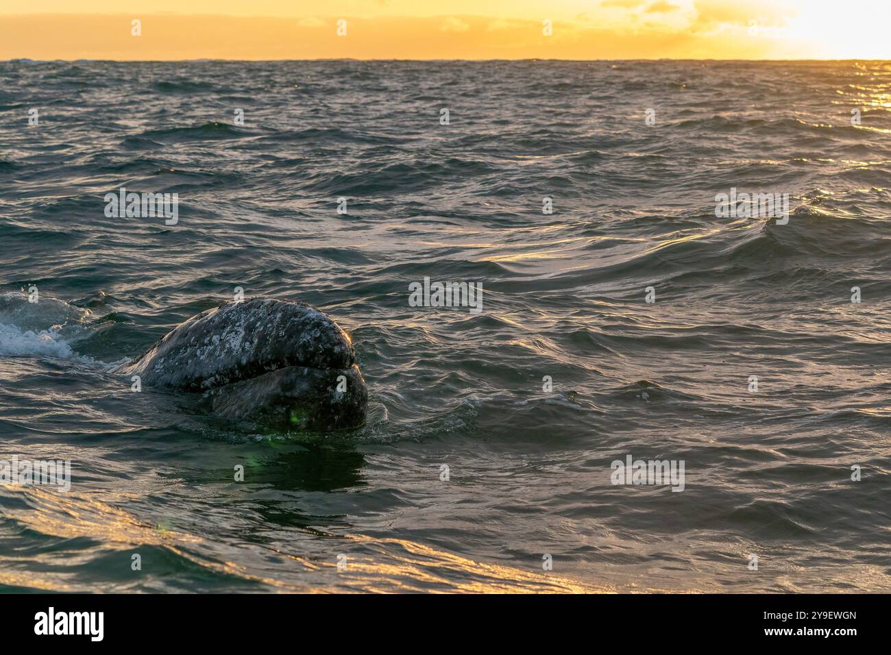 Una balena grigia al tramonto a bahia magdalena baja california sur mexico Foto Stock