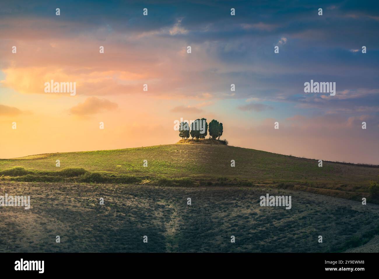Boschetto di cipressi in cima a una collina al tramonto. Orciano Pisano sulle colline pisane, provicne di Pisa, Toscana, Italia Foto Stock