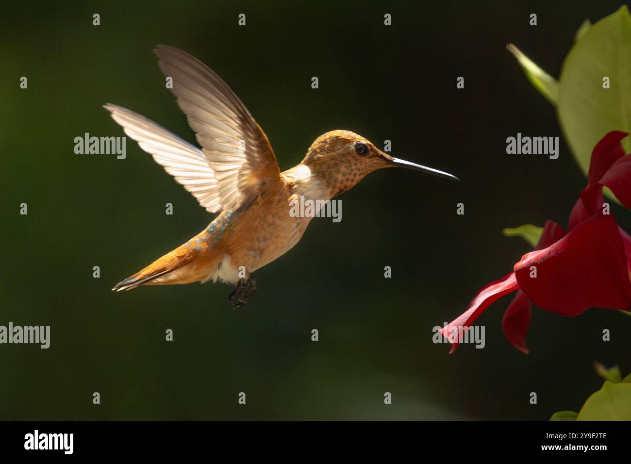 Rufous Hummingbird che si gode la Red Mandevilla. Foto Stock