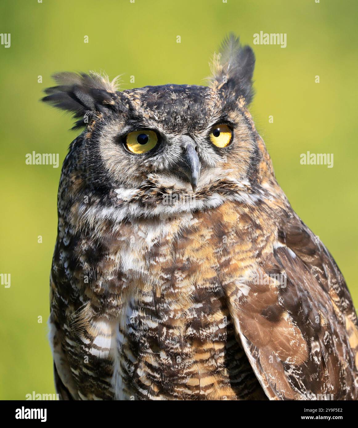 Ritratto di gufo con grande corna su sfondo verde, Quebec, Canada Foto Stock