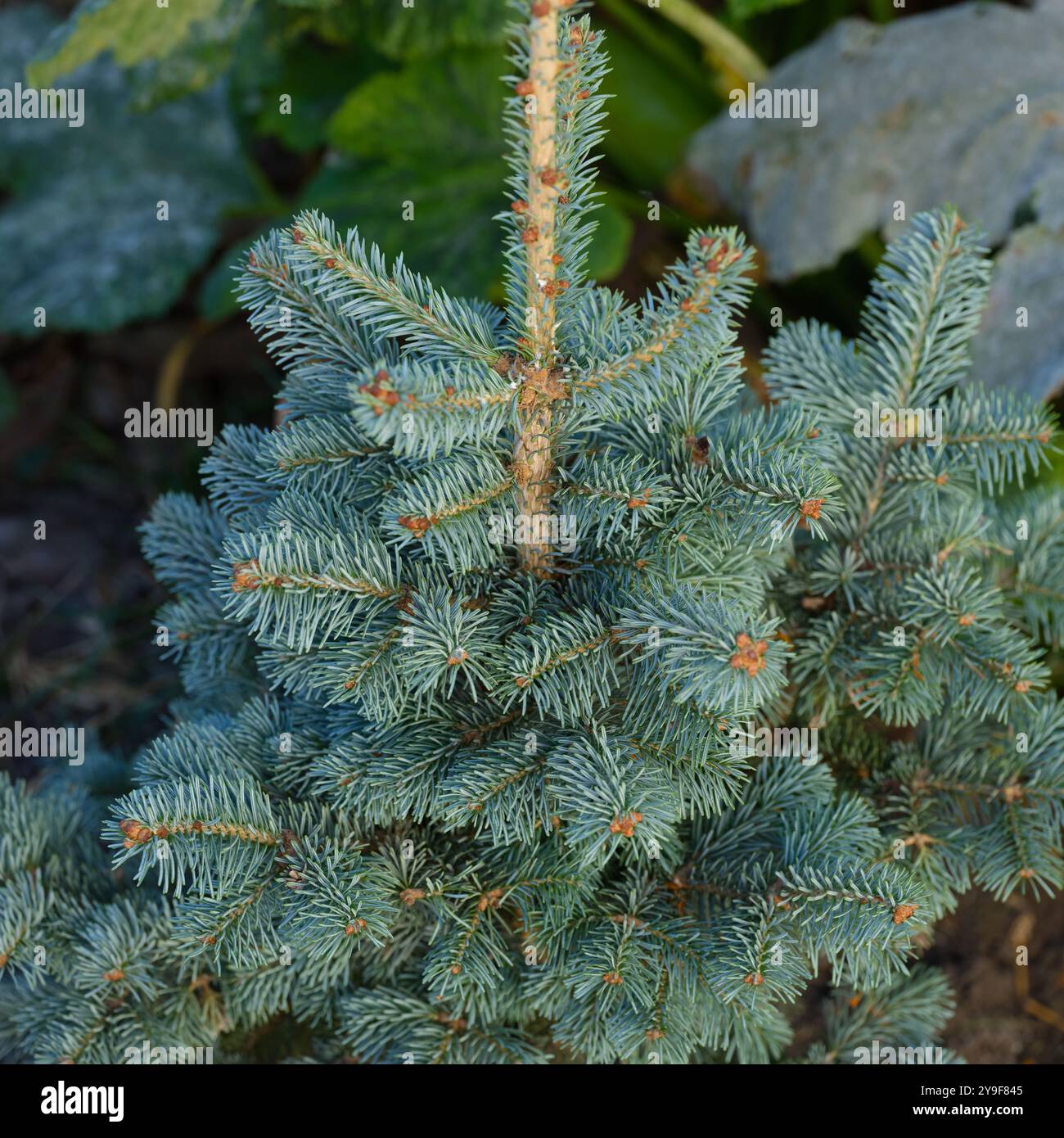 Abies Lasiocarpa Compacta albero sempreverde in natura. Foto Stock