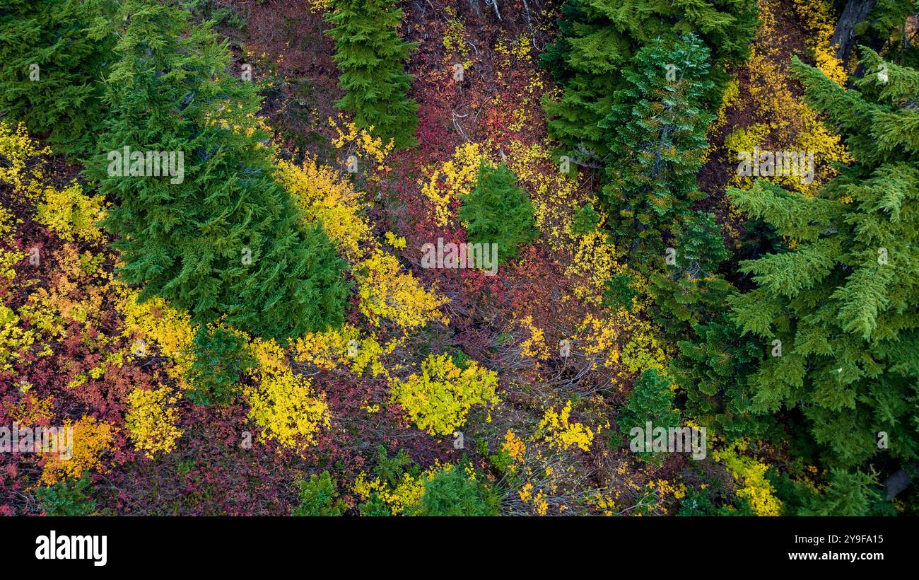 Vista aerea del paesaggio alpino della tundra sul monte Baker, stato di Washington, Stati Uniti Foto Stock