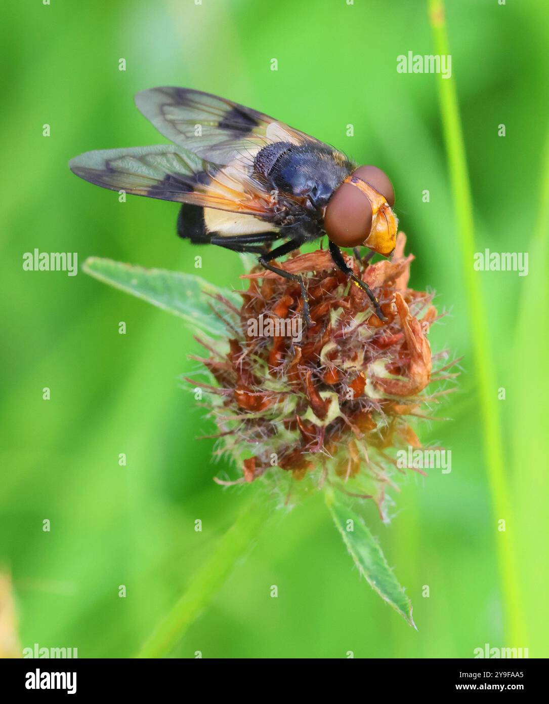 Un Hoverfly a Winchcombe Gloucestershire Regno Unito Foto Stock