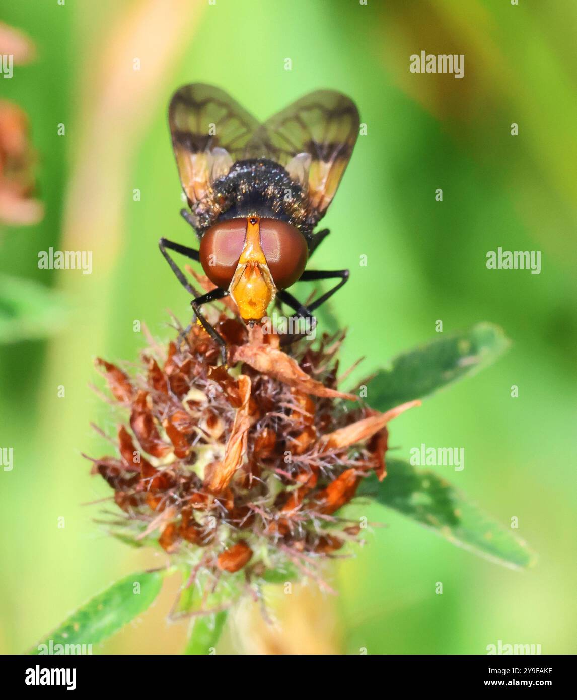 Un Hoverfly a Winchcombe Gloucestershire Regno Unito Foto Stock