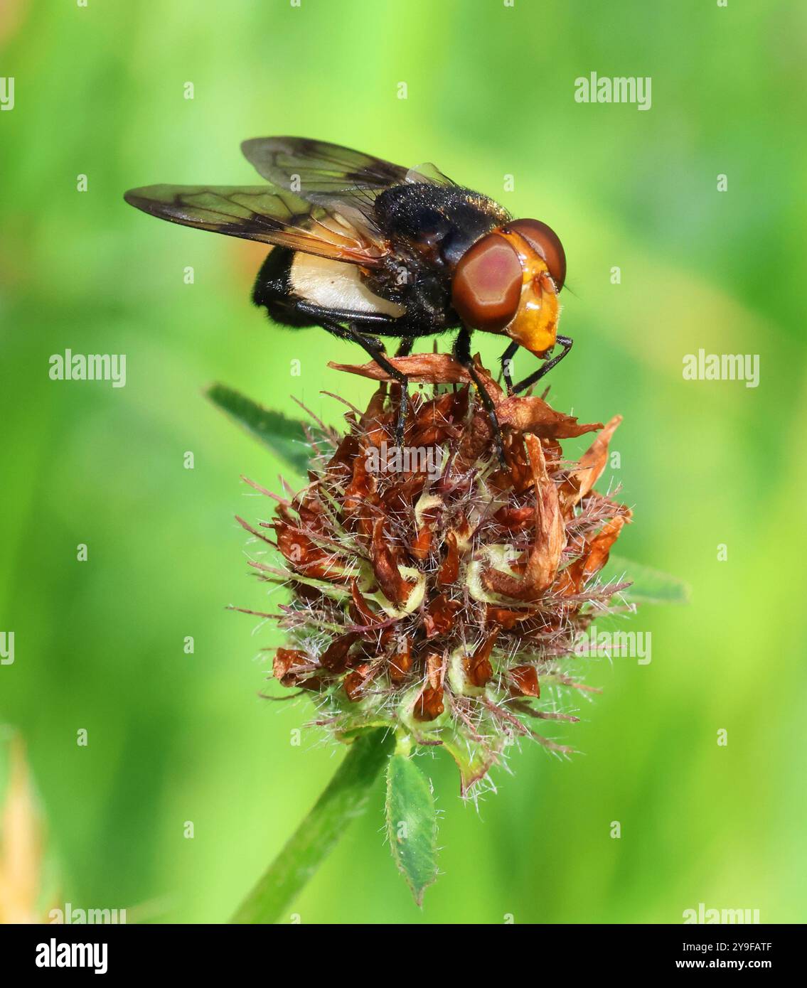 Un Hoverfly a Winchcombe Gloucestershire Regno Unito Foto Stock