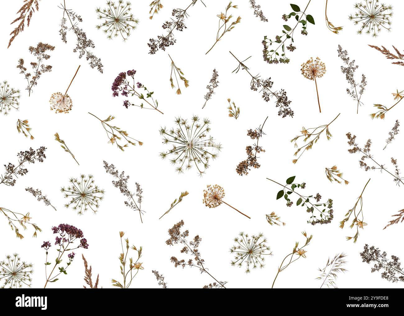 Informazioni generali sull'impianto. Composizione di erbe e fiori essiccati isolati su bianco. Foto Stock
