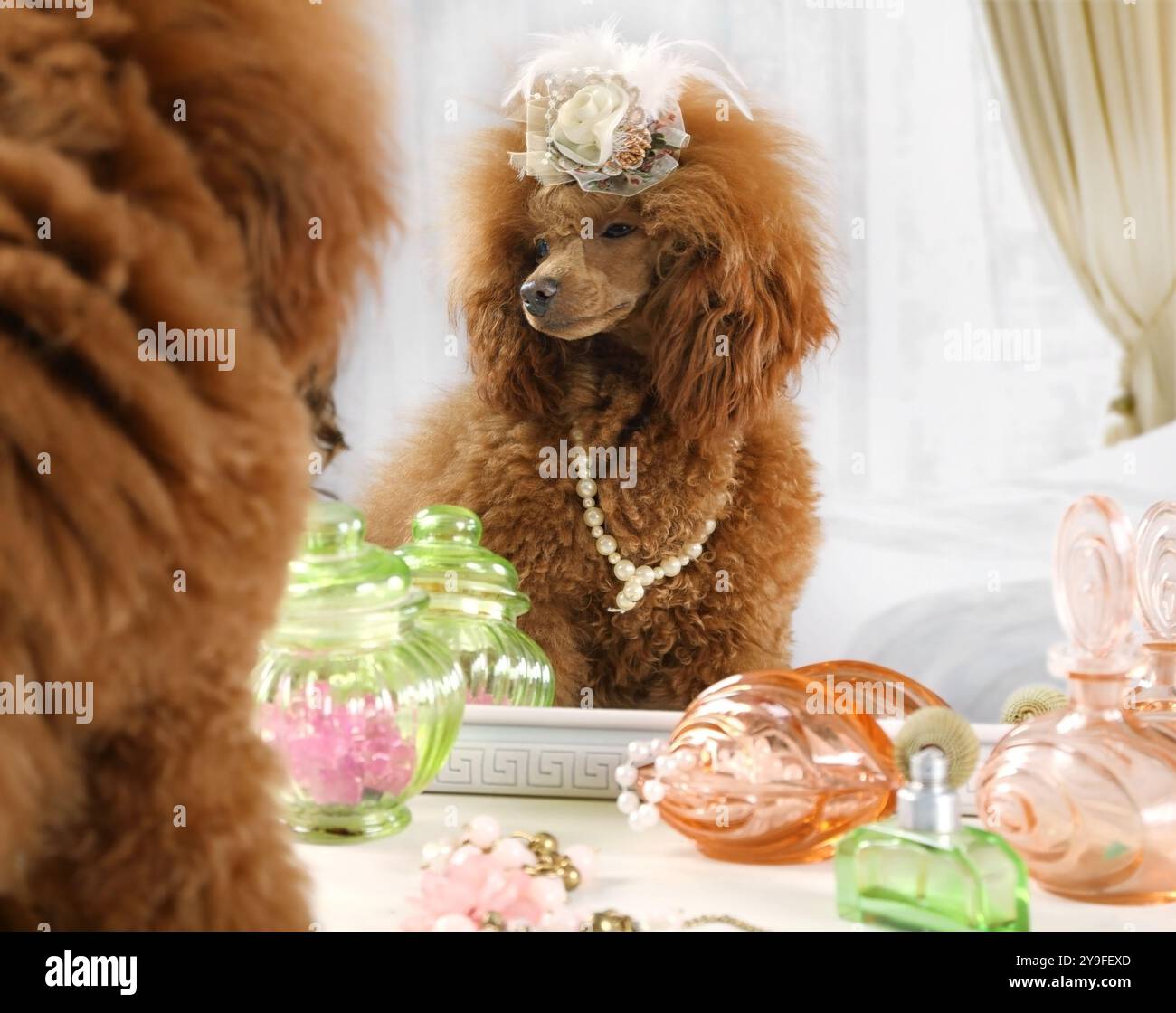 Il cane Red Toy Poodle con un berretto sulla testa guarda nello specchio il tavolo da toeletta Foto Stock