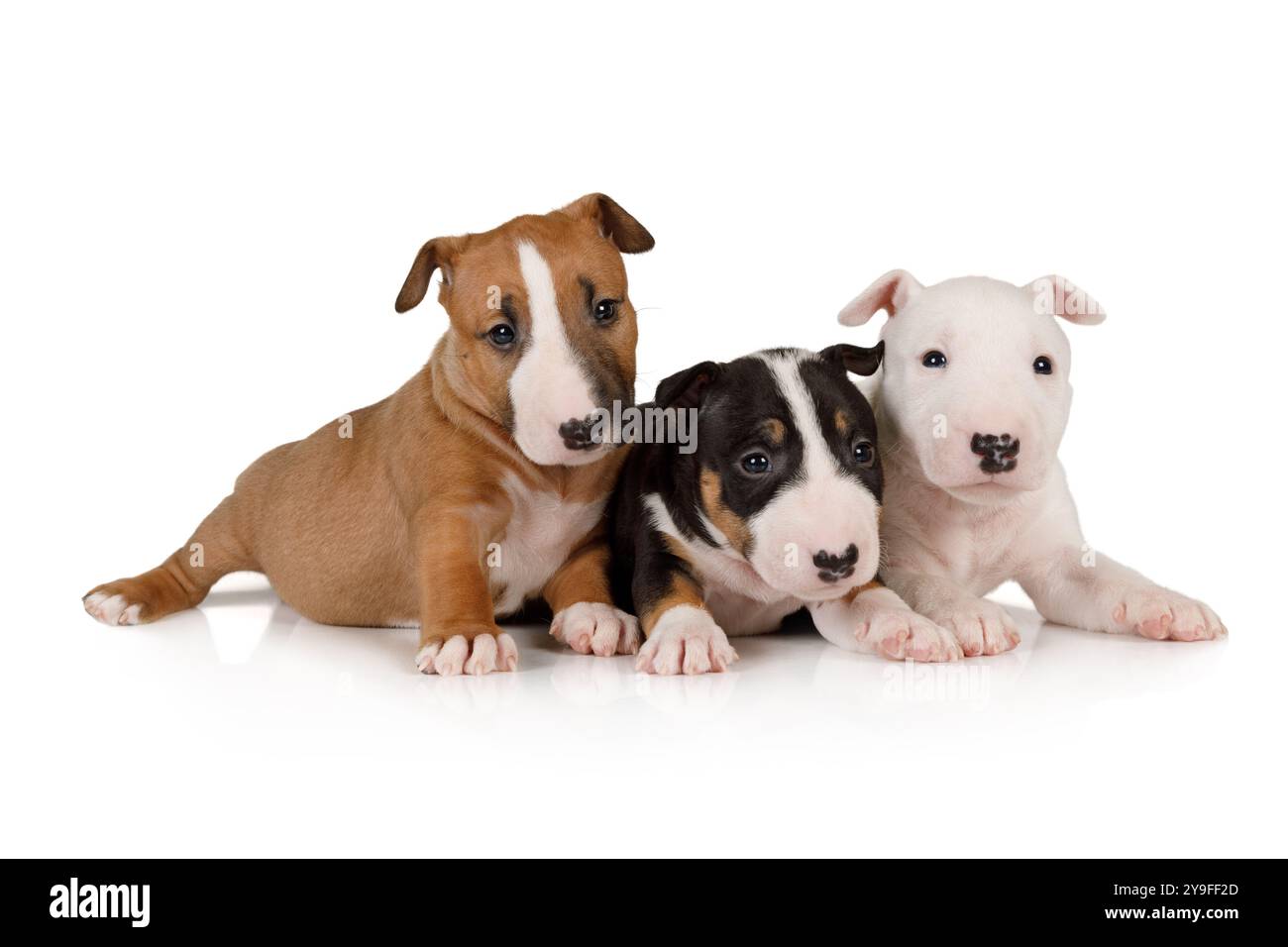 Tre cuccioli Brother miniature Bull Terrier di diversi colori giacciono su uno sfondo bianco Foto Stock