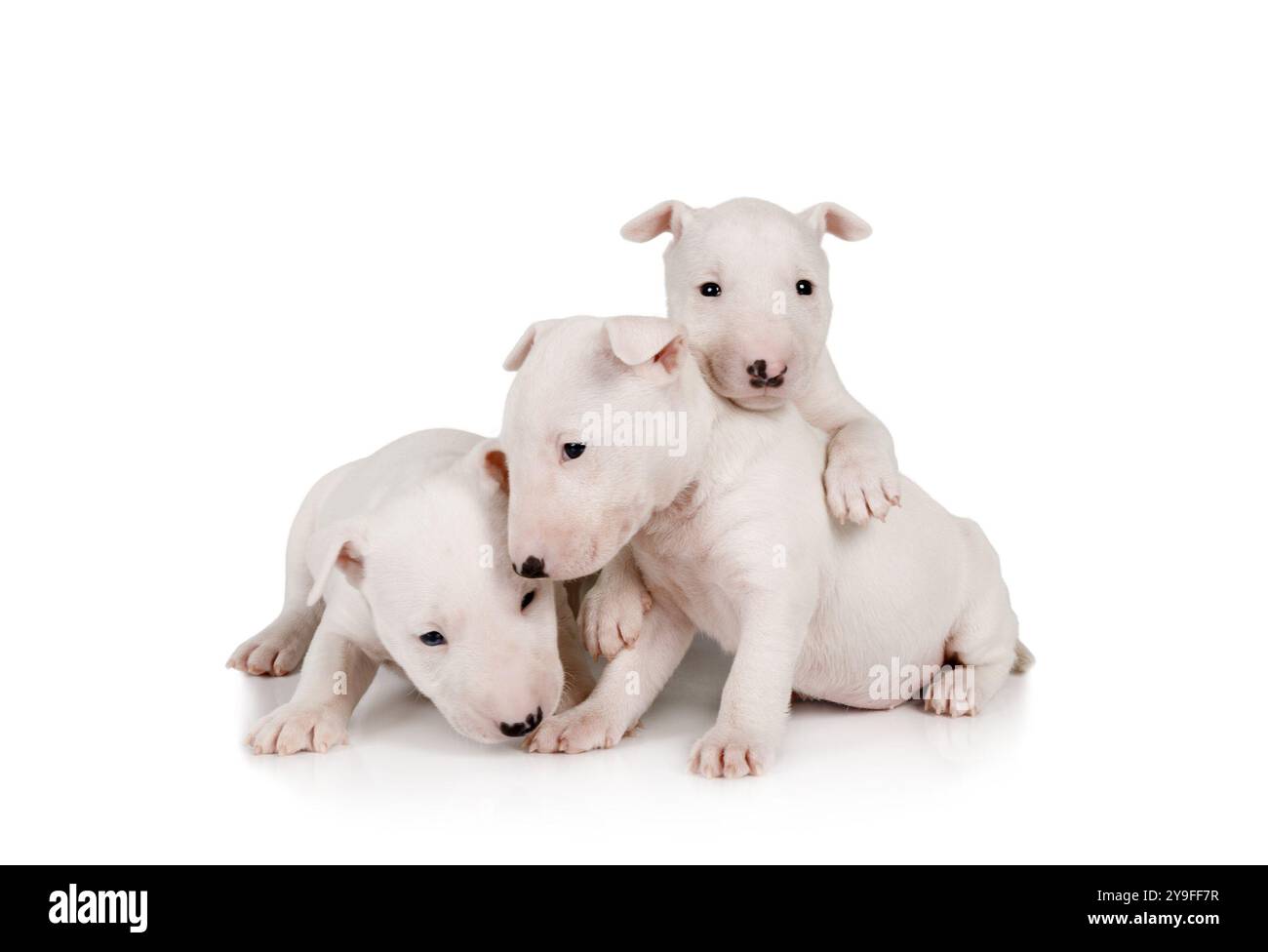 Tre adorabili cuccioli bianchi in miniatura Bull Terrier si trovano su uno sfondo bianco Foto Stock
