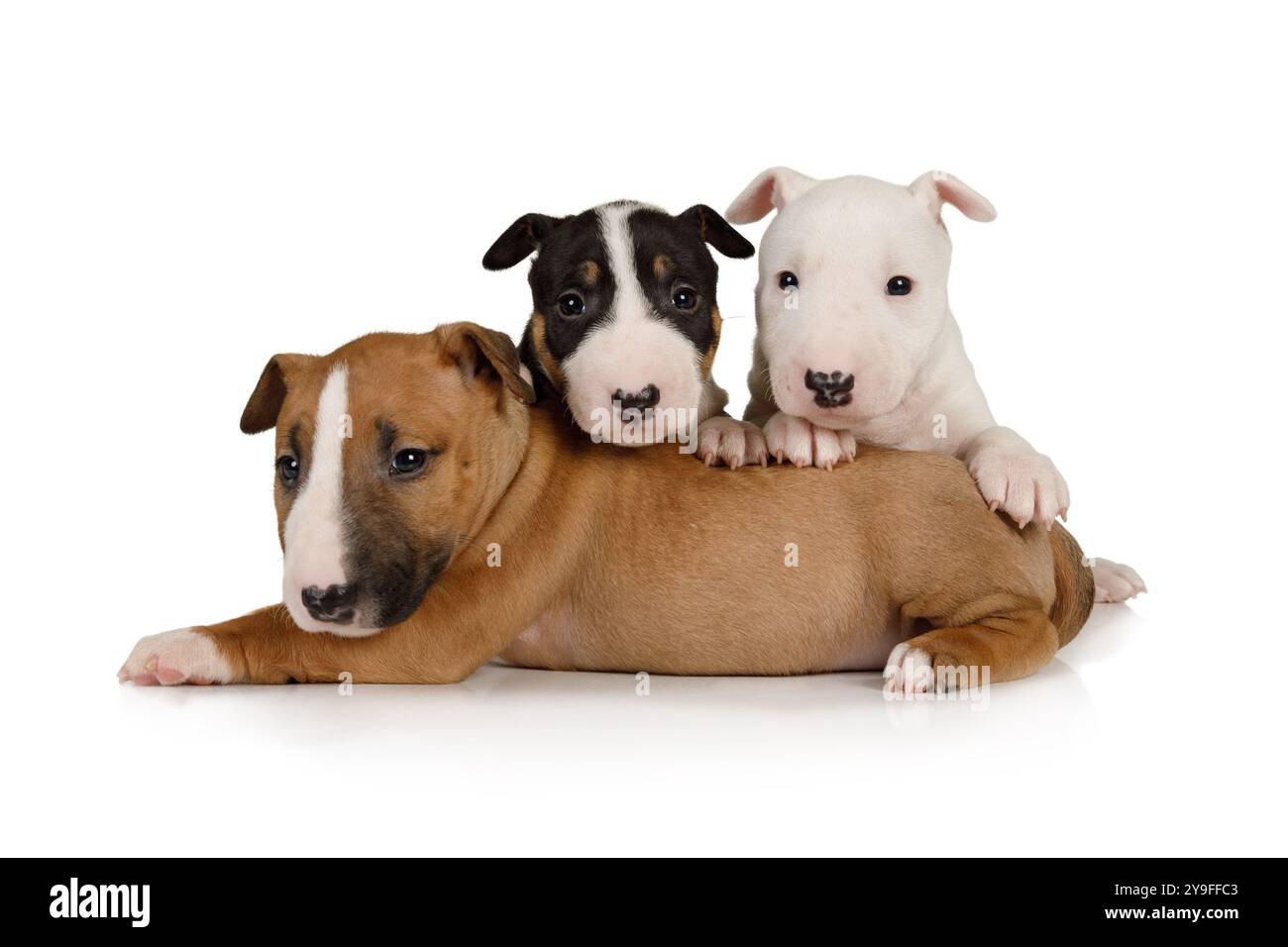 Tre cuccioli Brother miniature Bull Terrier di diversi colori giacciono su uno sfondo bianco Foto Stock