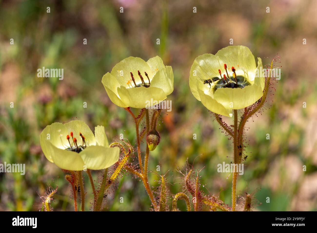 La rara Drosera cistiflora in fiore giallo nell'habitat naturale del Capo Occidentale del Sud Africa Foto Stock