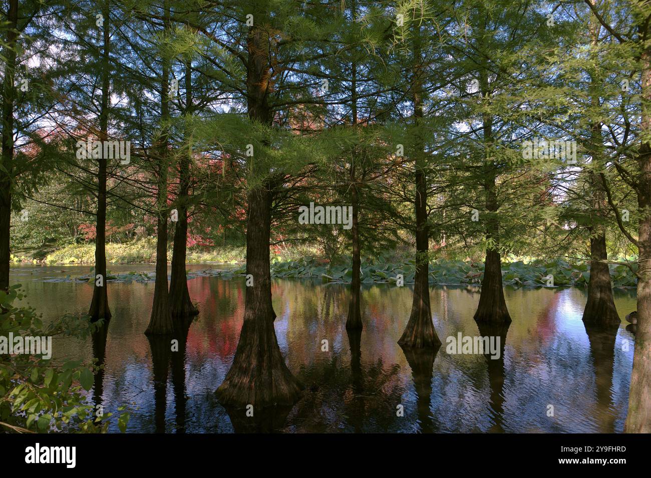 Alberi straordinari cresciuti in acqua con un bellissimo riflesso colorato nell'acqua Foto Stock