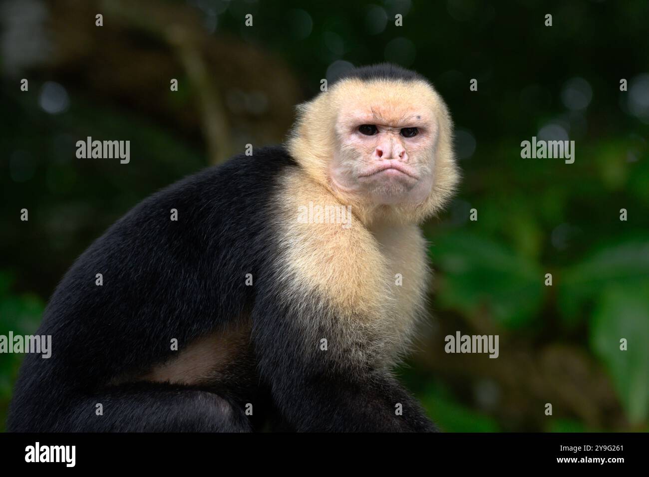 Scimmia Cappuccina dalla faccia bianca a Manuel Antonio, Costa Rica. Foto Stock