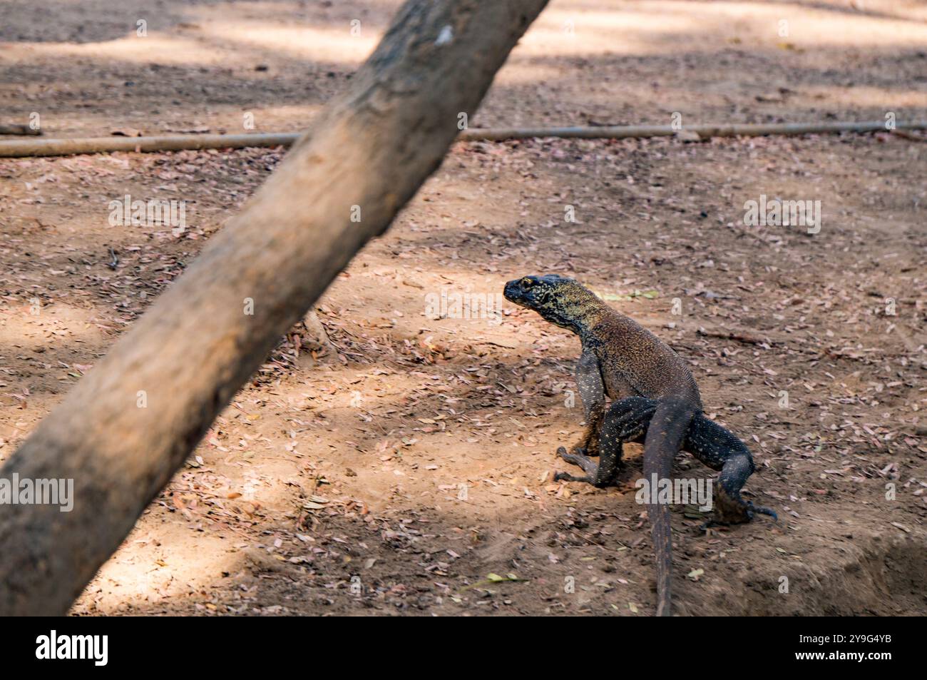 Draghi di Komodo Foto Stock