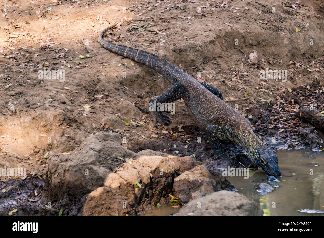 Draghi di Komodo Foto Stock