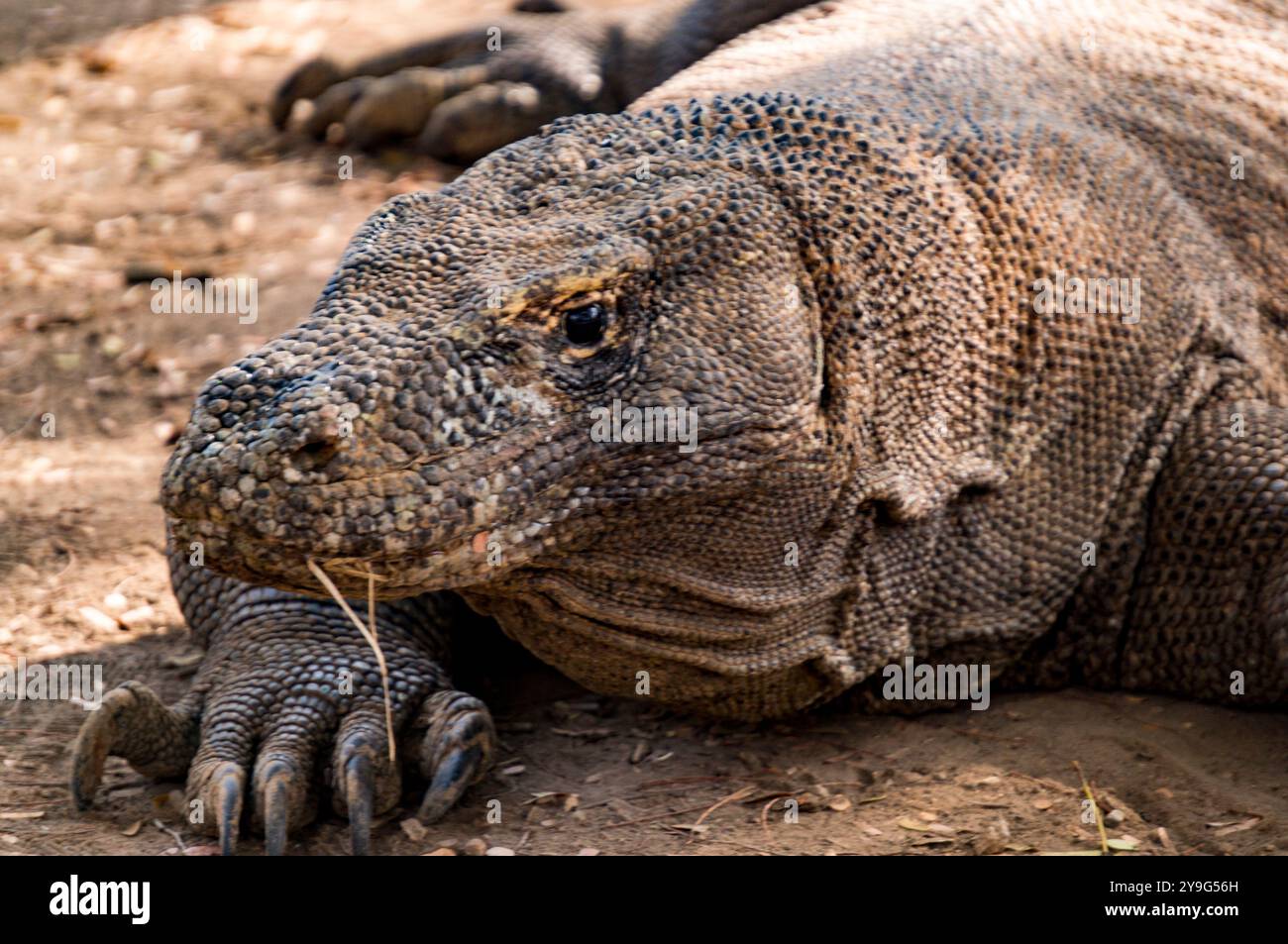 Draghi di Komodo Foto Stock