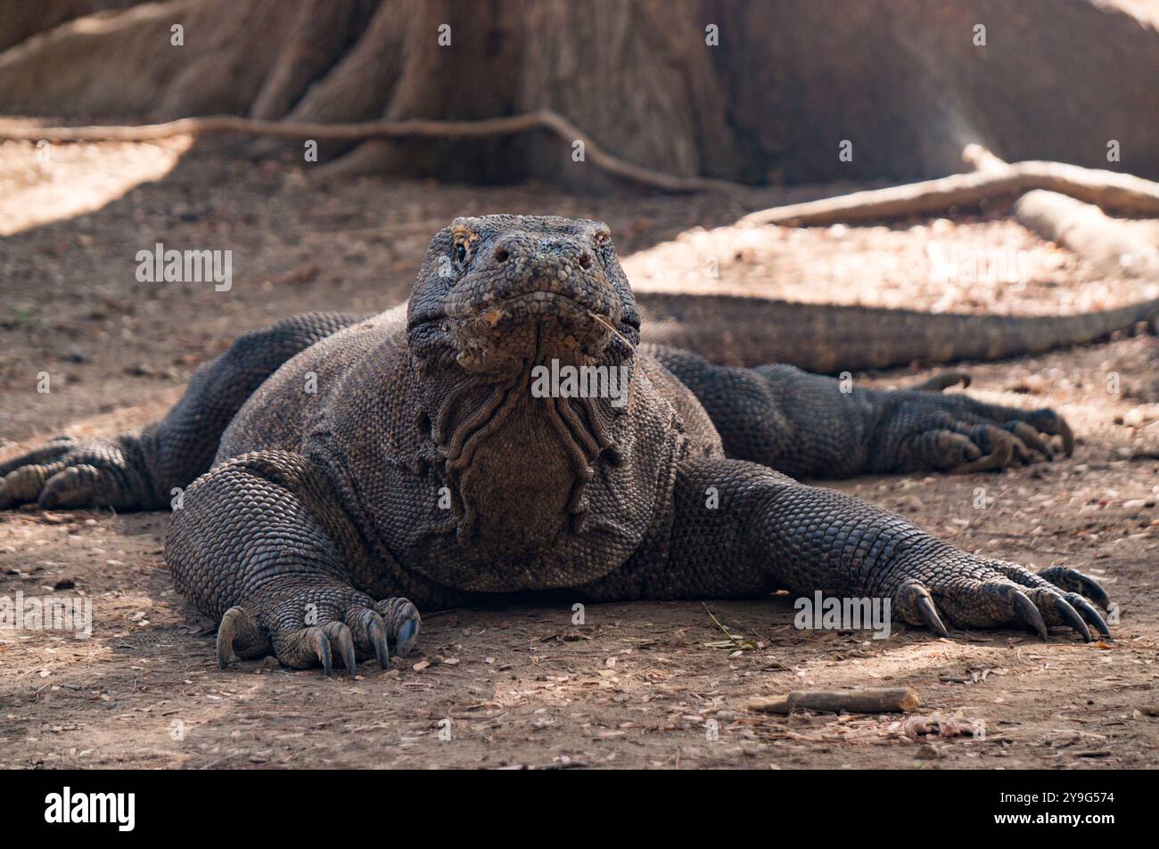 Draghi di Komodo Foto Stock