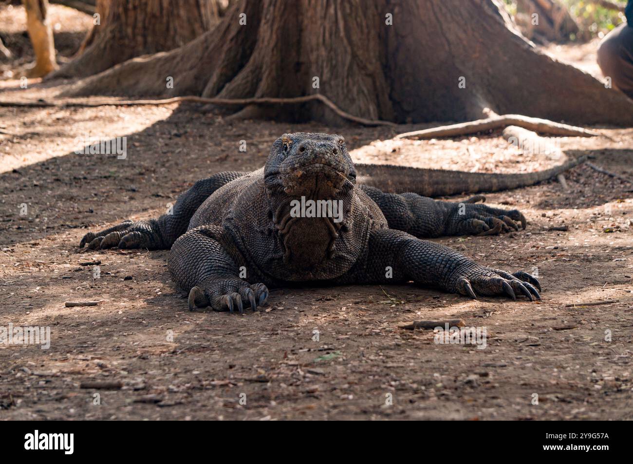 Draghi di Komodo Foto Stock