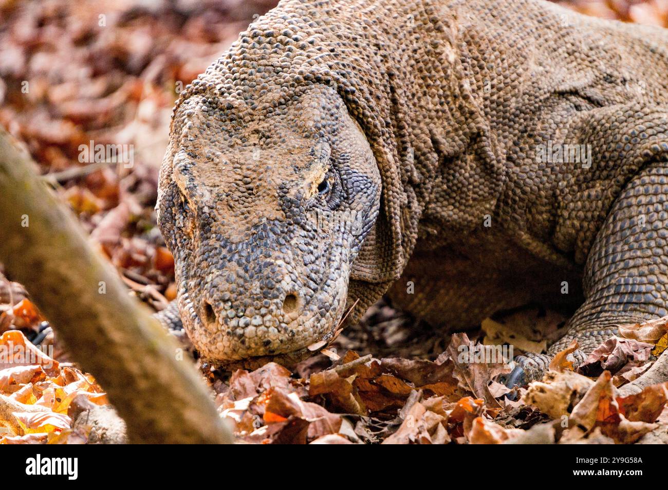 Draghi di Komodo Foto Stock