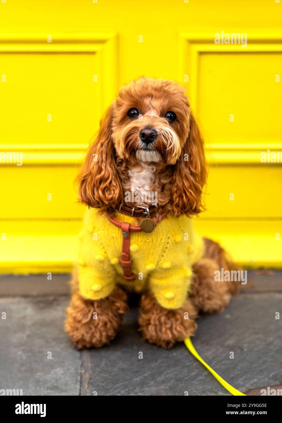 Un Cavapoo presente al Chelsea Dog Day 2024 tenutosi a Duke of York Square, Kings Road, Chelsea, Londra Foto Stock