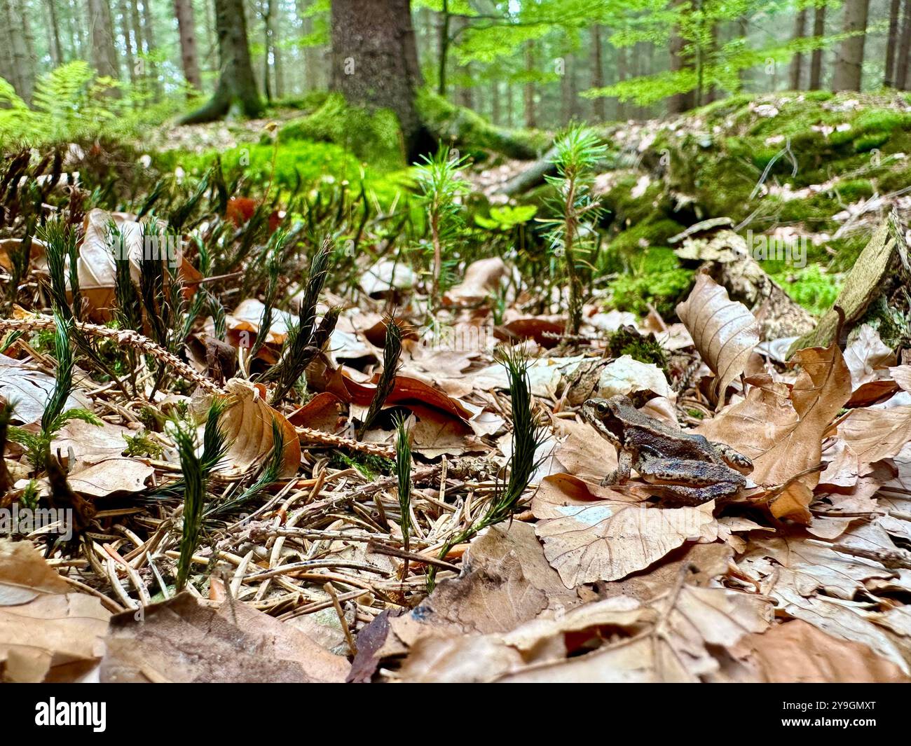 Foto ravvicinate dei dettagli della foresta in un giorno d'estate: Catturare i verdi vivaci, le foglie illuminate dal sole e le intricate texture della bellezza della natura - Immagine stock catturata con smartphone