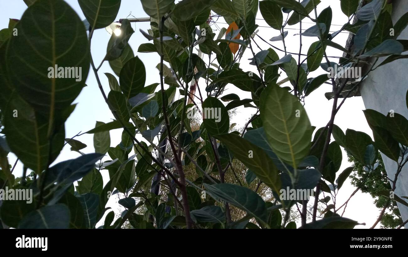 L'albero del jackfruit è fertile e le foglie sono ombreggiate Foto Stock