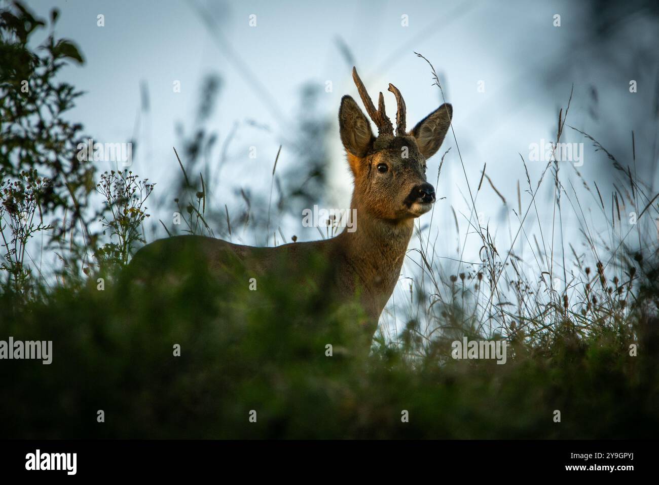 Roe Deer buck nel bosco del lancashire Foto Stock