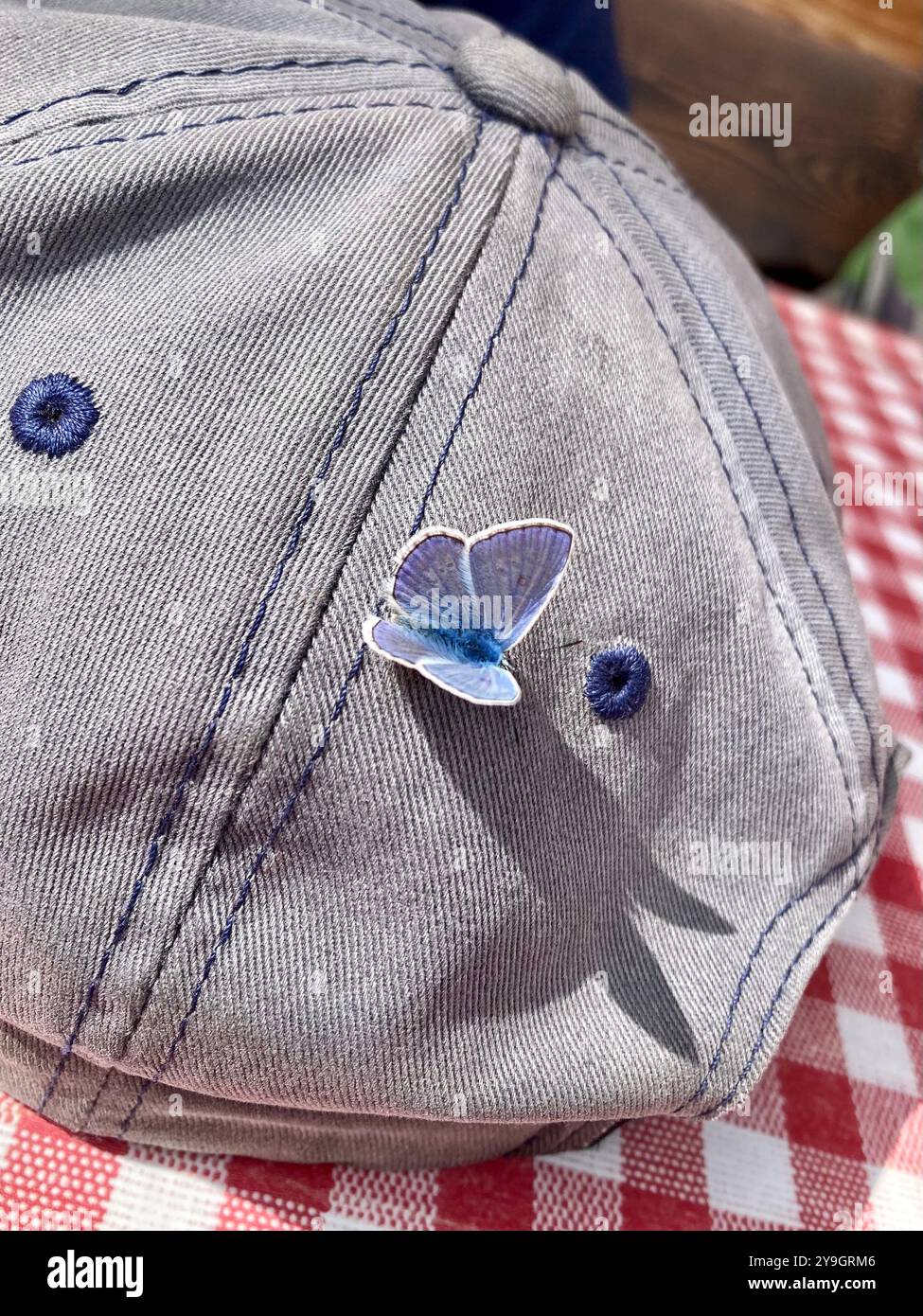 Un Polyommatus icarus maschio (blu comune) su un cappello - Immagine stock catturata con smartphone