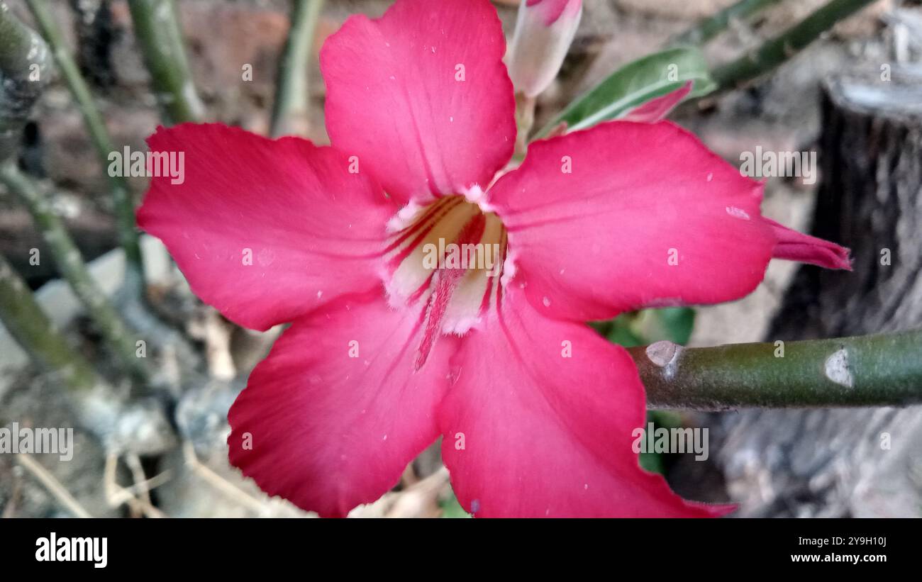 Fiori di Adenio o frangipani rossi Foto Stock