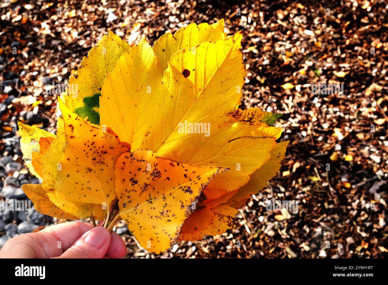 Shades of Autumn - collezione di colori naturali Foto Stock