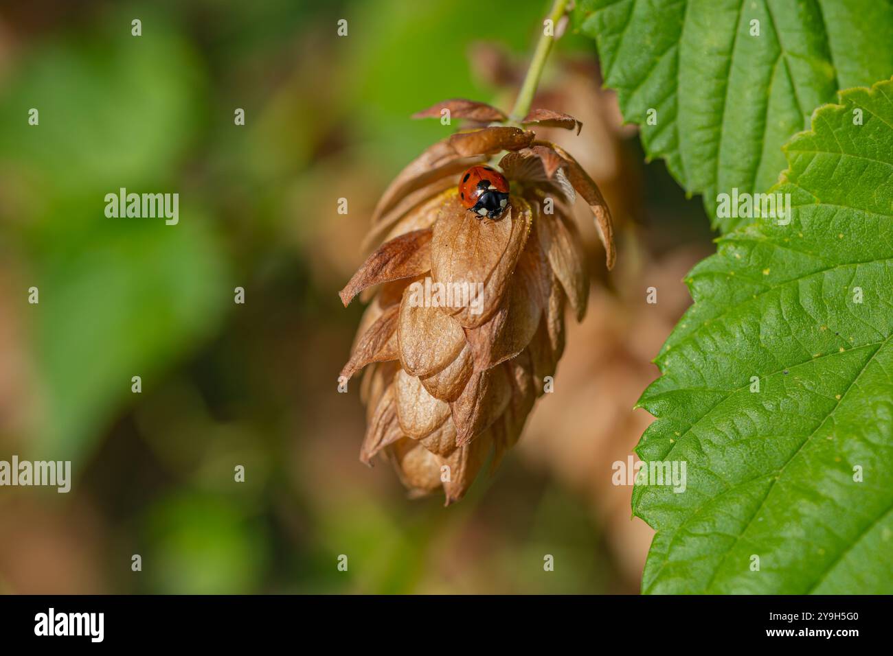 Coccinella seduto su un fiore di luppolo essiccato nel giardino illuminato dal sole circondato da foglie verdi. Concetto di ecosistemi naturali, fauna selvatica e vita da giardino Foto Stock